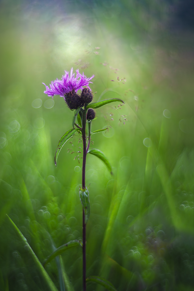 photo "***" tags: macro and close-up, 