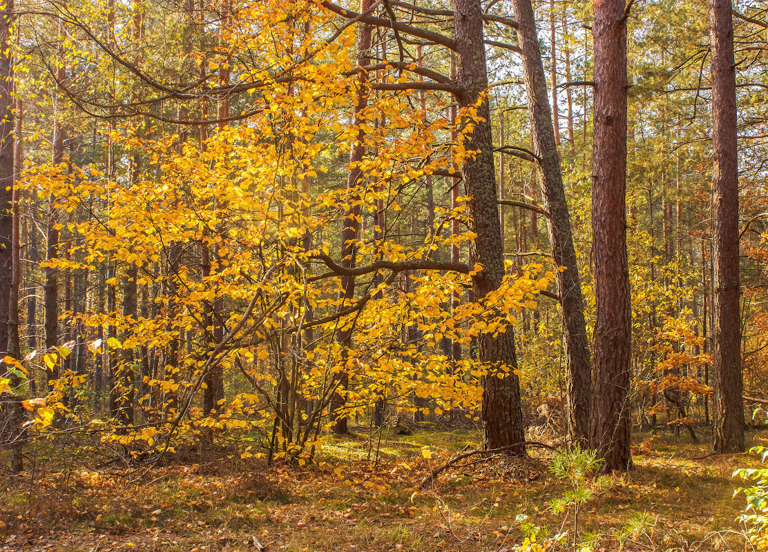 фото "В осеннем лесу" метки: пейзаж, 