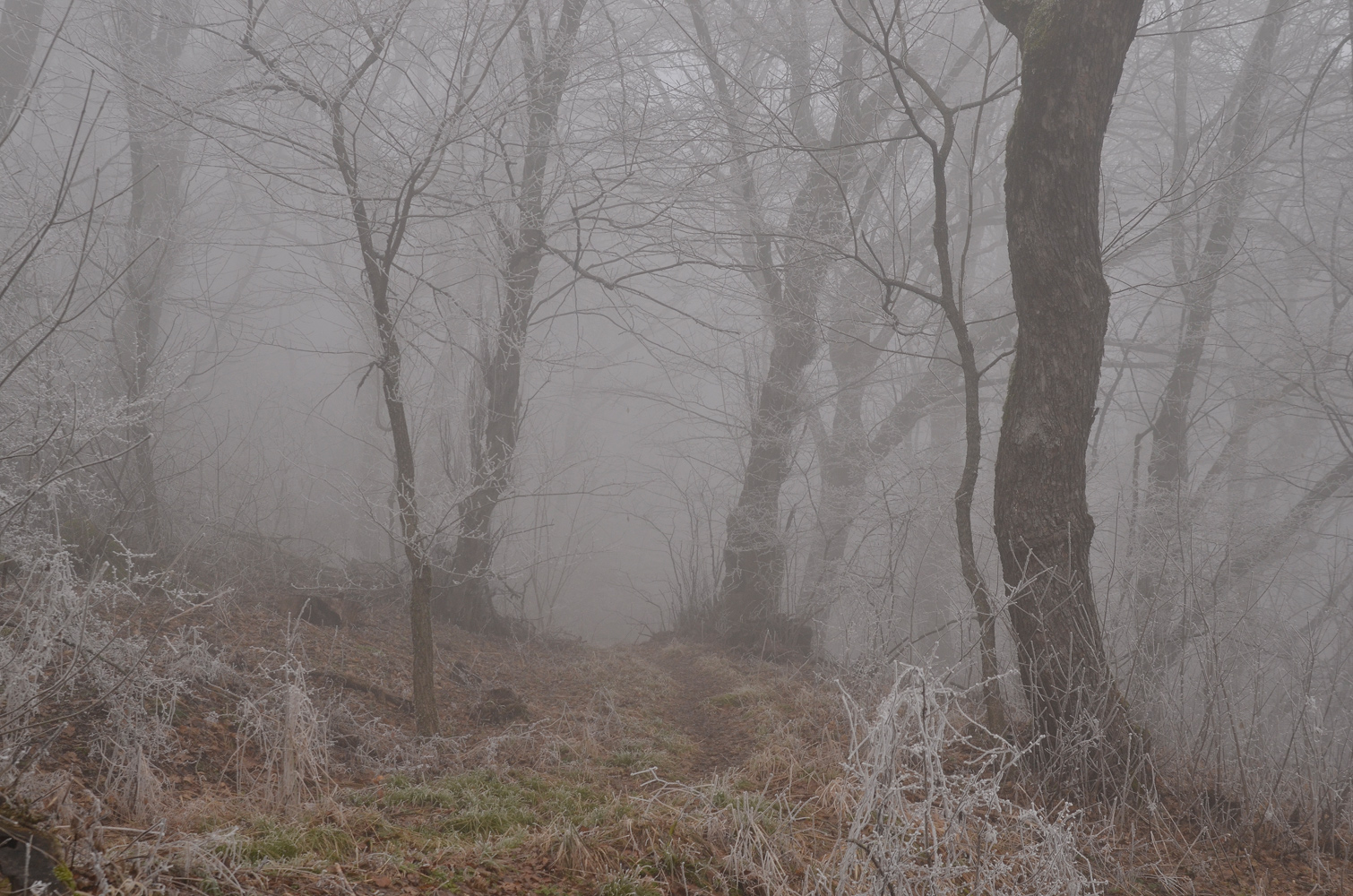 photo "***" tags: landscape, fog, park, изморозь