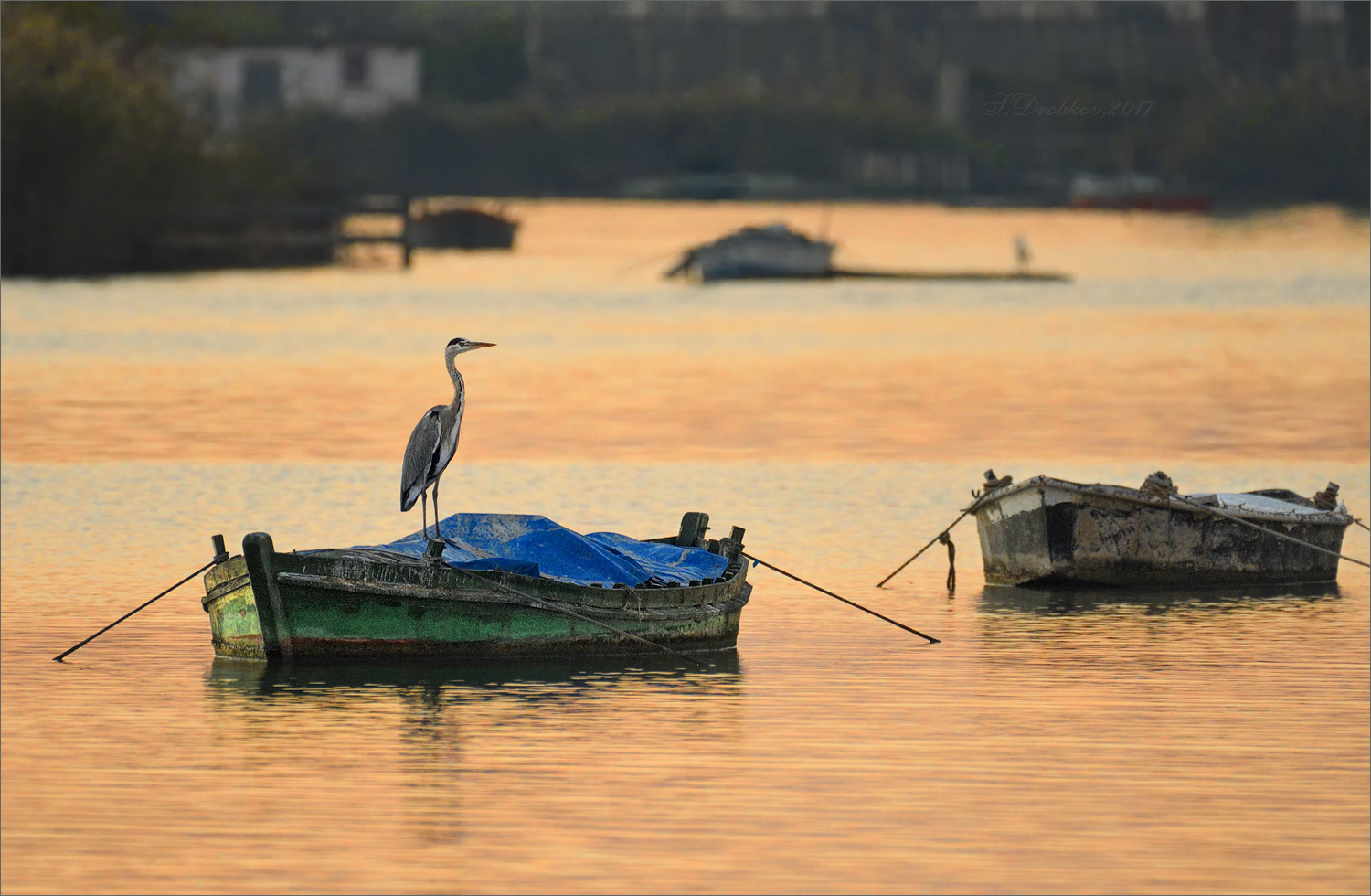 photo "El último pescador" tags: nature, Europe, autumn, sunset, water, wild animals, птицы, фауна