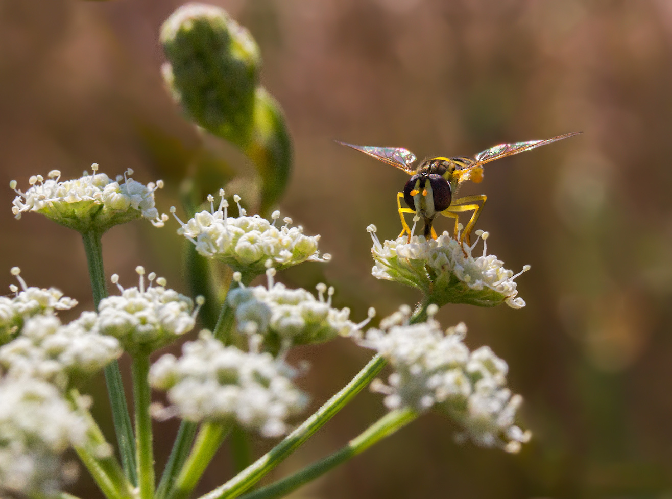 photo "***" tags: macro and close-up, 