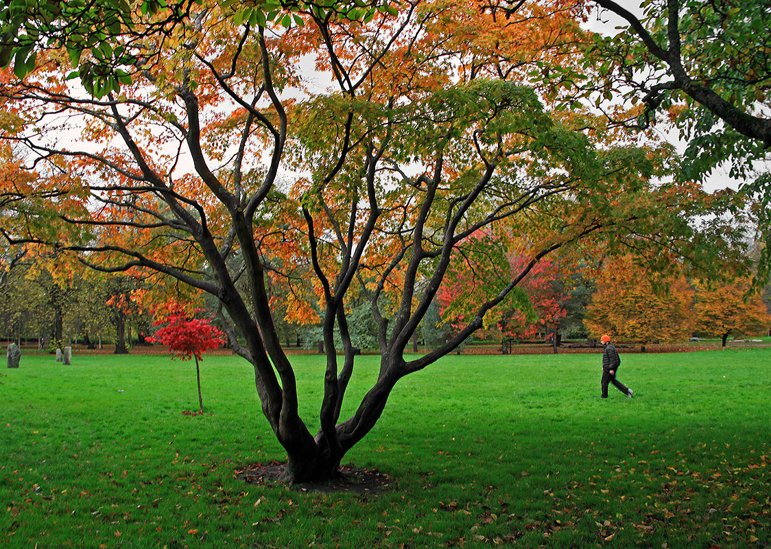 photo "***" tags: nature, city, autumn, Уэльс, дерева, ноябрь