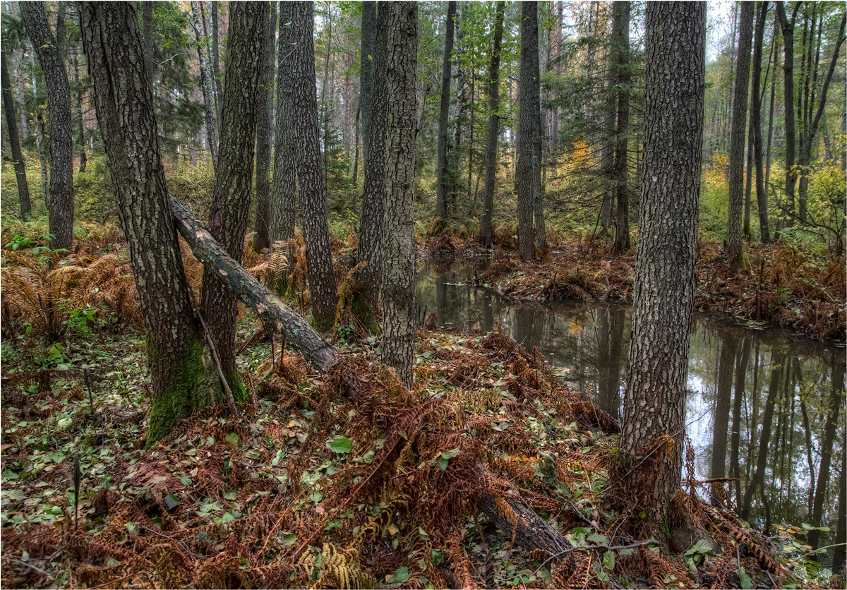 photo "***" tags: nature, autumn, water