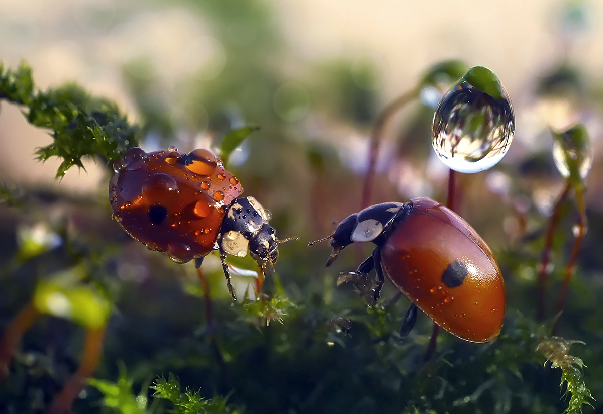 photo "***" tags: macro and close-up, божьи коровки, макро