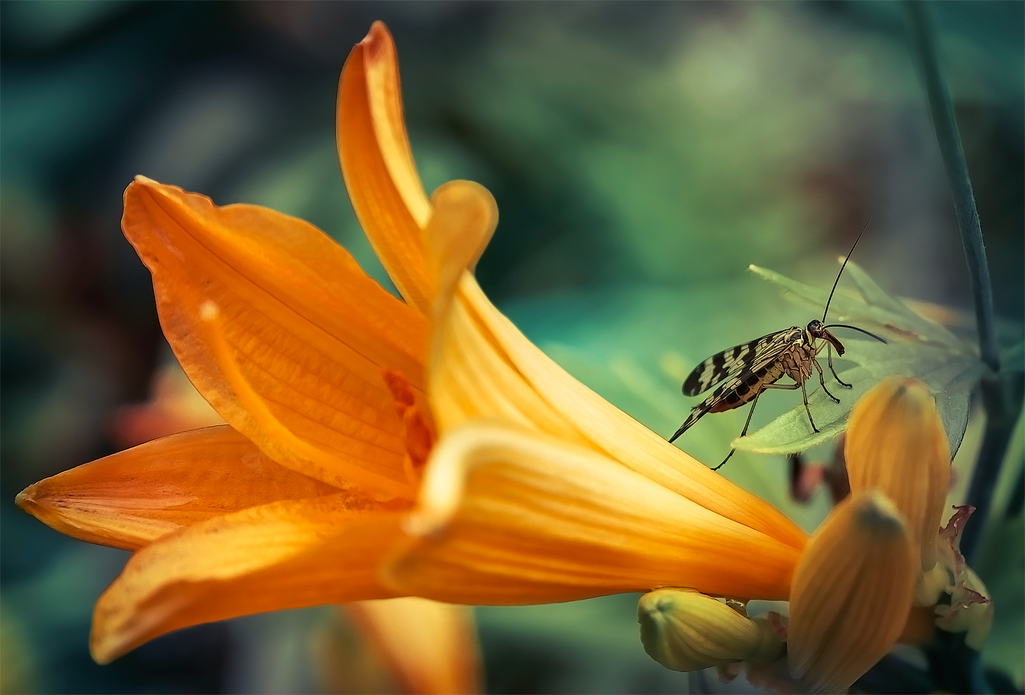 photo "***" tags: macro and close-up, 