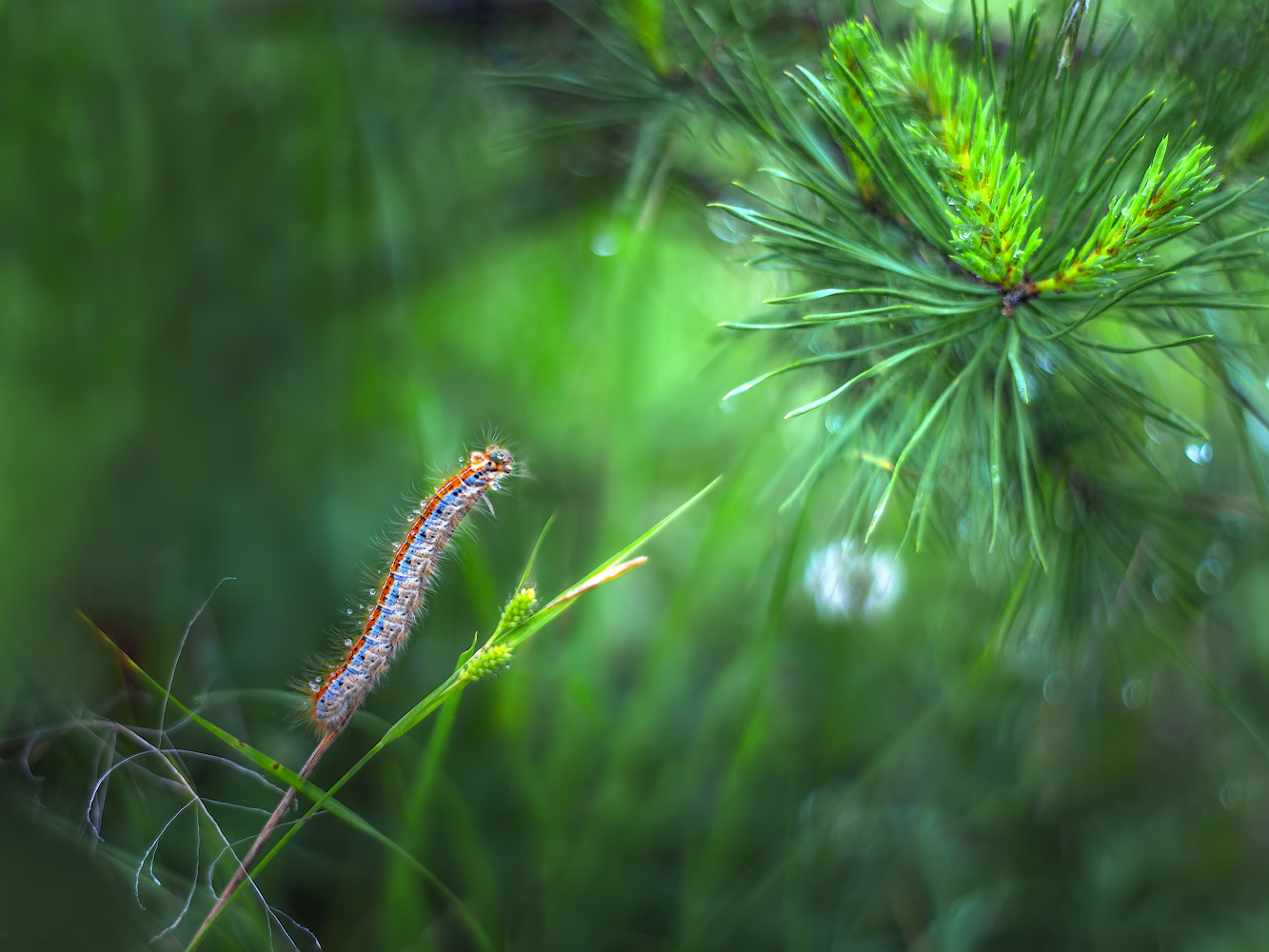 photo "***" tags: macro and close-up, nature, 