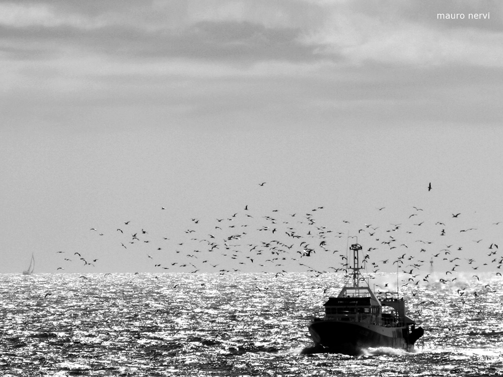 photo "seagulls and boat" tags: black&white, 