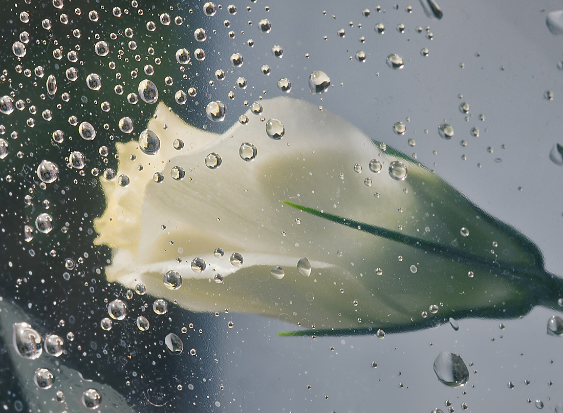 photo "***" tags: macro and close-up, still life, 