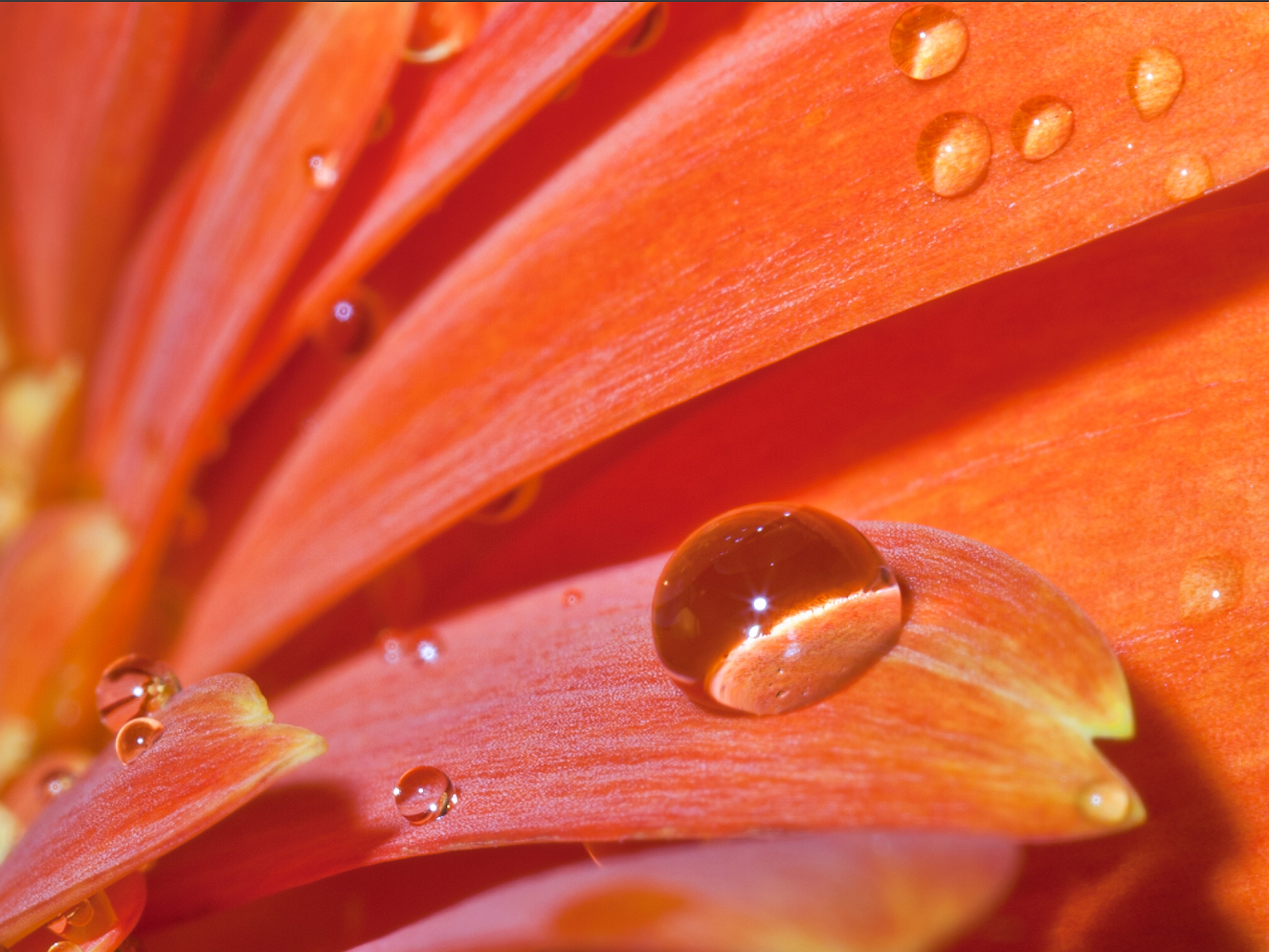 photo "***" tags: macro and close-up, 