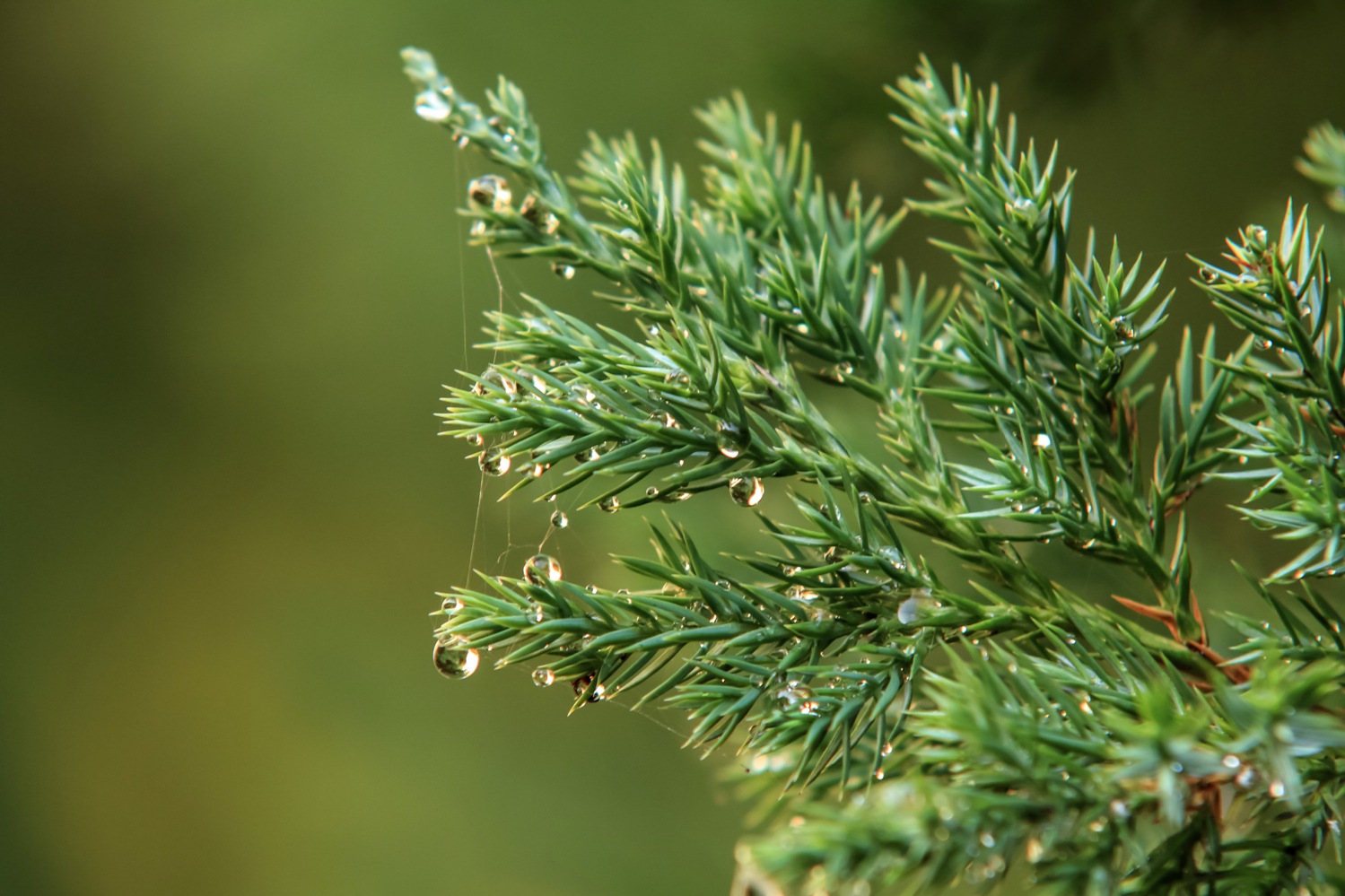 photo "***" tags: macro and close-up, 