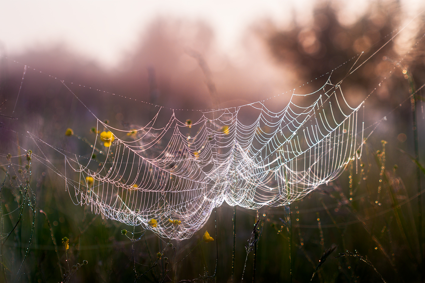 photo "***" tags: macro and close-up, nature, fog, grass, morning, паутина, роса