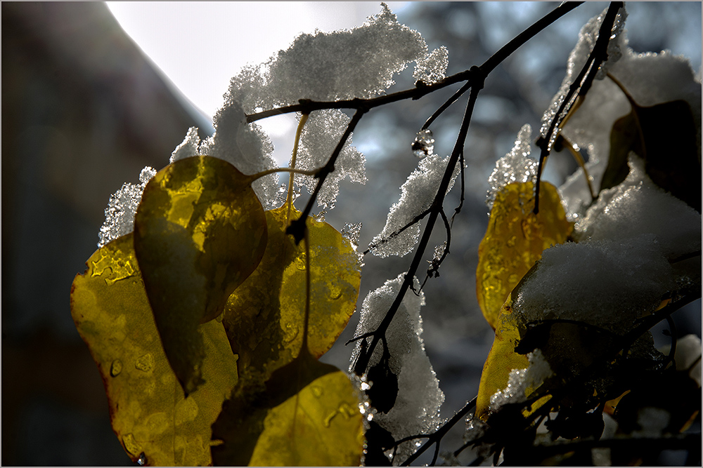 photo "***" tags: macro and close-up, 