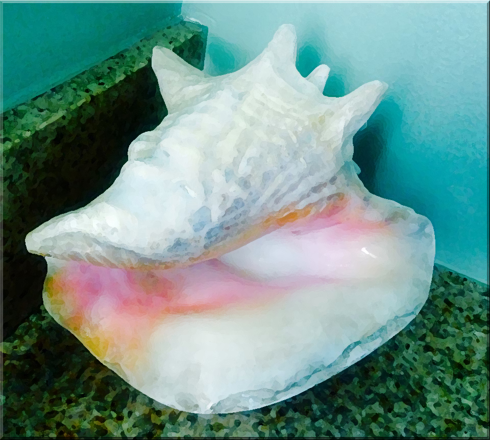 photo "Conch" tags: still life, nature, interior, conch, décor, sea life, shell, shell fish. snail