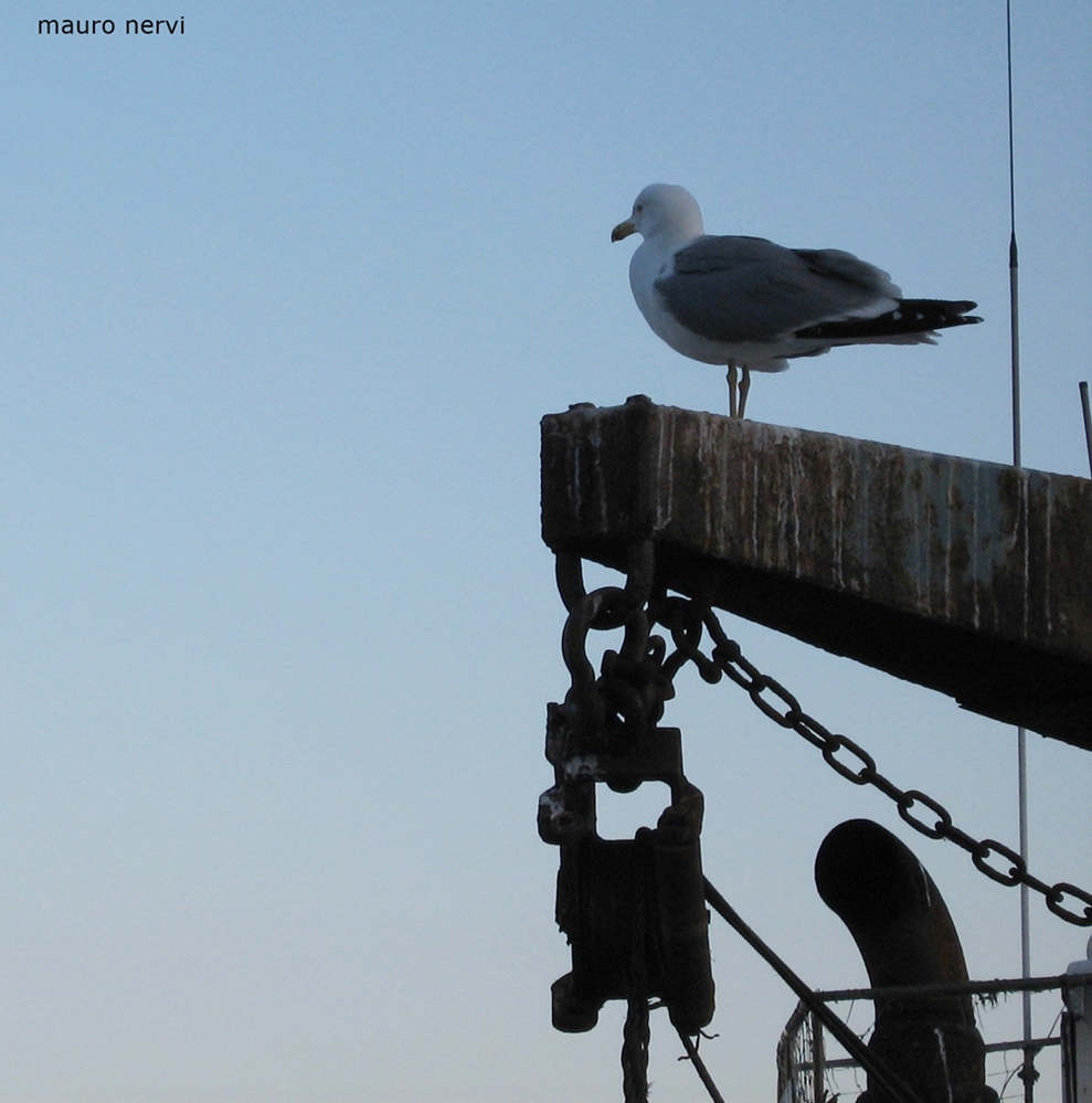 photo "seagull" tags: street, 