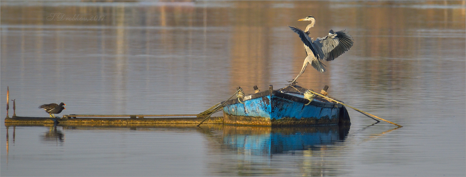 photo "Hacer palanca" tags: nature, Europe, autumn, sunrise, water, wild animals, птицы, фауна