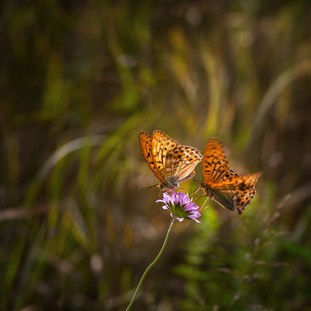 photo "***" tags: macro and close-up, nature, 