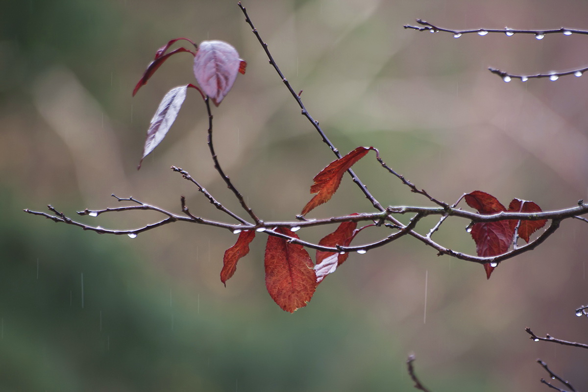 photo "***" tags: nature, autumn, rain, капли, листья