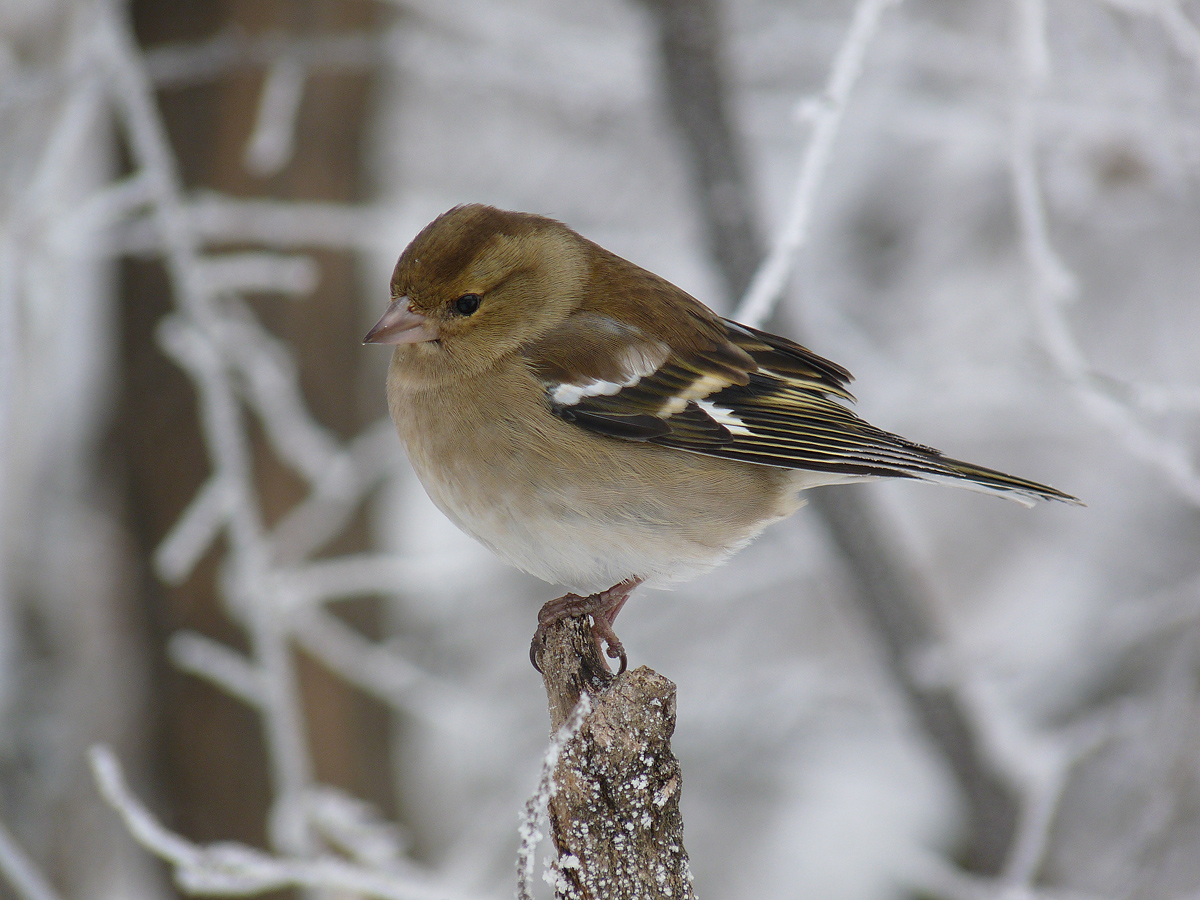 photo "***" tags: macro and close-up, wild animals