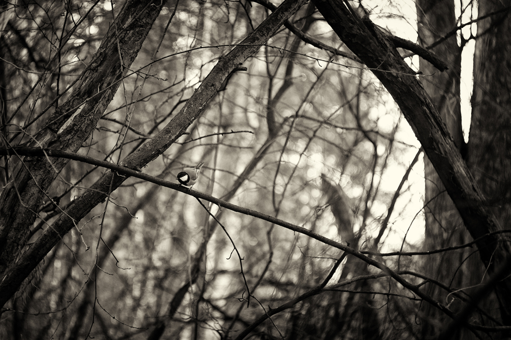 photo "***" tags: nature, black&white, bird, forest