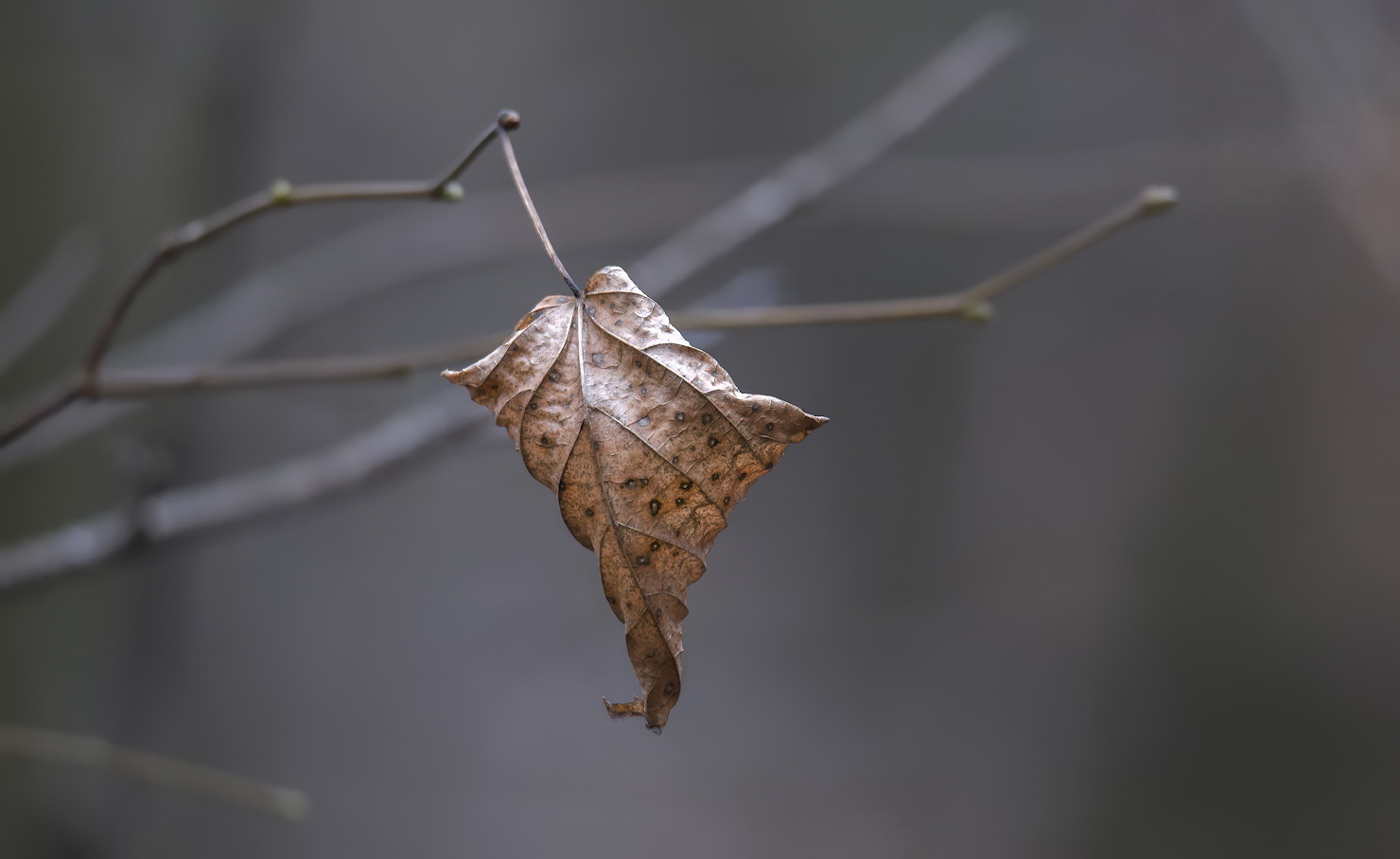 photo "***" tags: nature, 