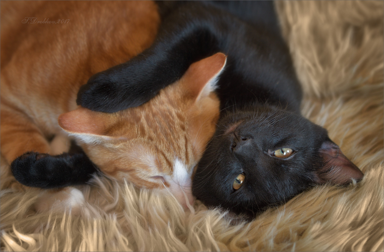 photo "Duerme, hermano" tags: nature, Europe, pets/farm animals, кошки, фауна