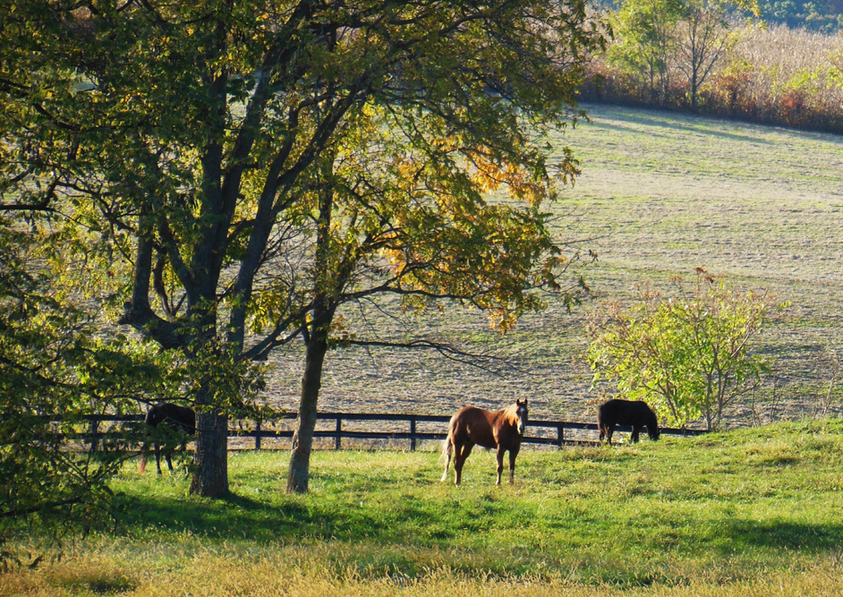 photo "Pastoral scene" tags: landscape, pets/farm animals