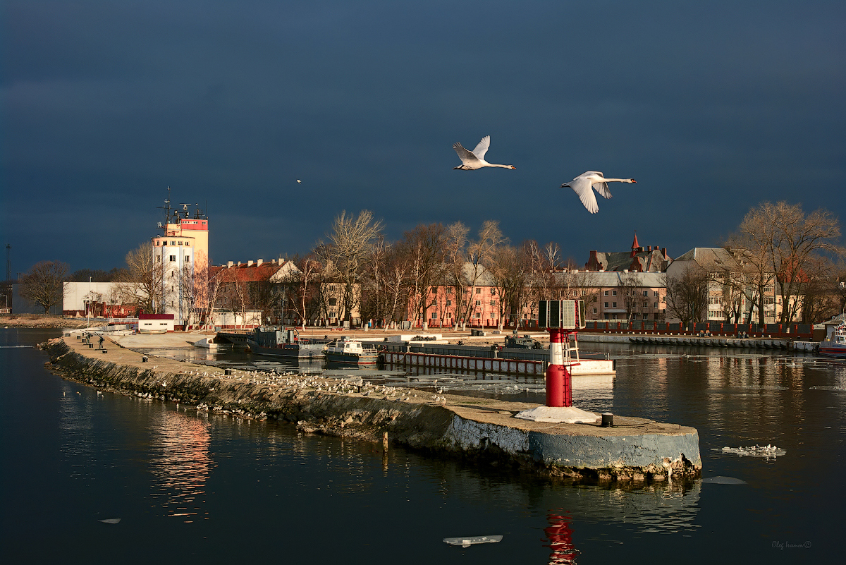 photo "***" tags: landscape, city, travel, spring, Балтийск, Балтика, Калининградская область, весна 2012, лебеди, птицы