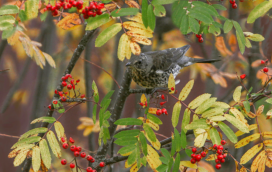 photo "Surprising" tags: nature, autumn, forest, wild animals