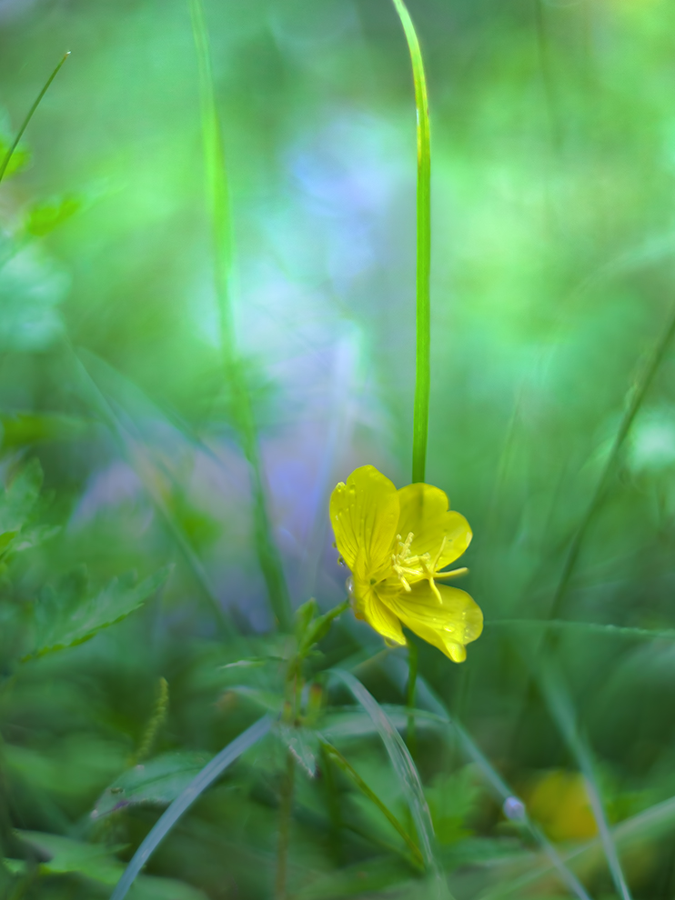 photo "***" tags: macro and close-up, 