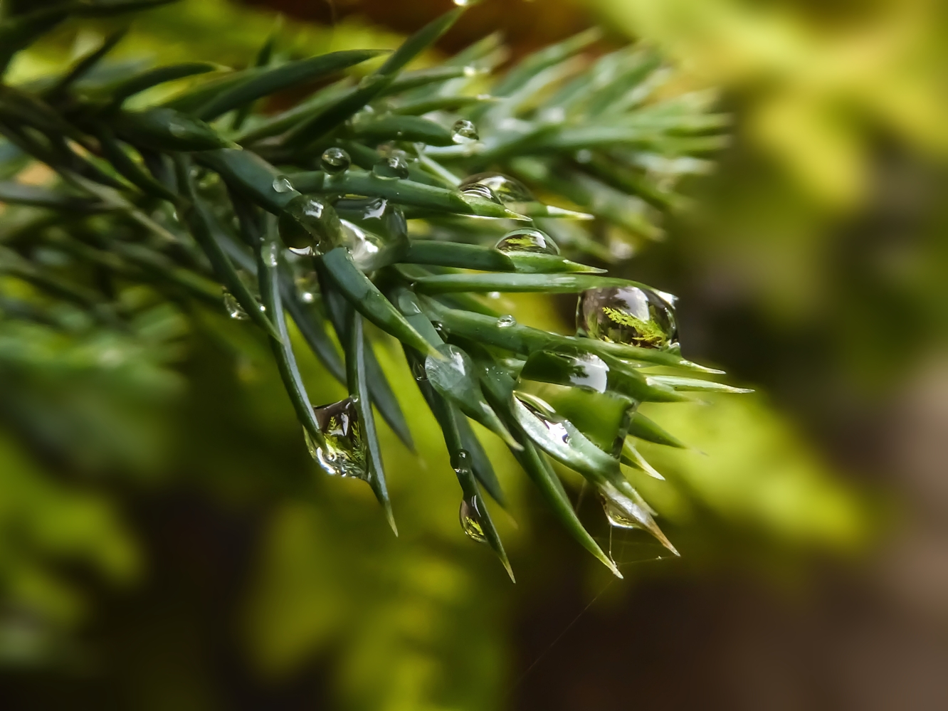 photo "***" tags: nature, macro and close-up, 