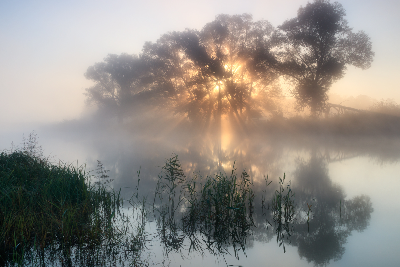 photo "***" tags: landscape, fog, river, sun, sunrise, water, деревья, отражение