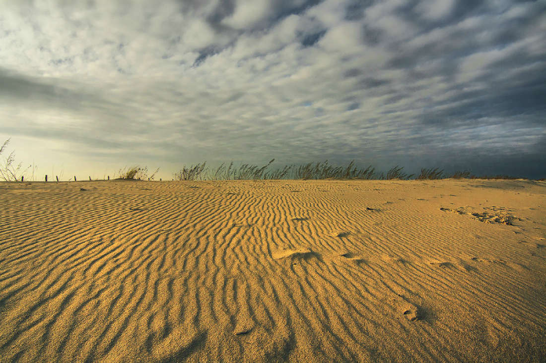 фото "В дюнах" метки: природа, Балтика, дюны