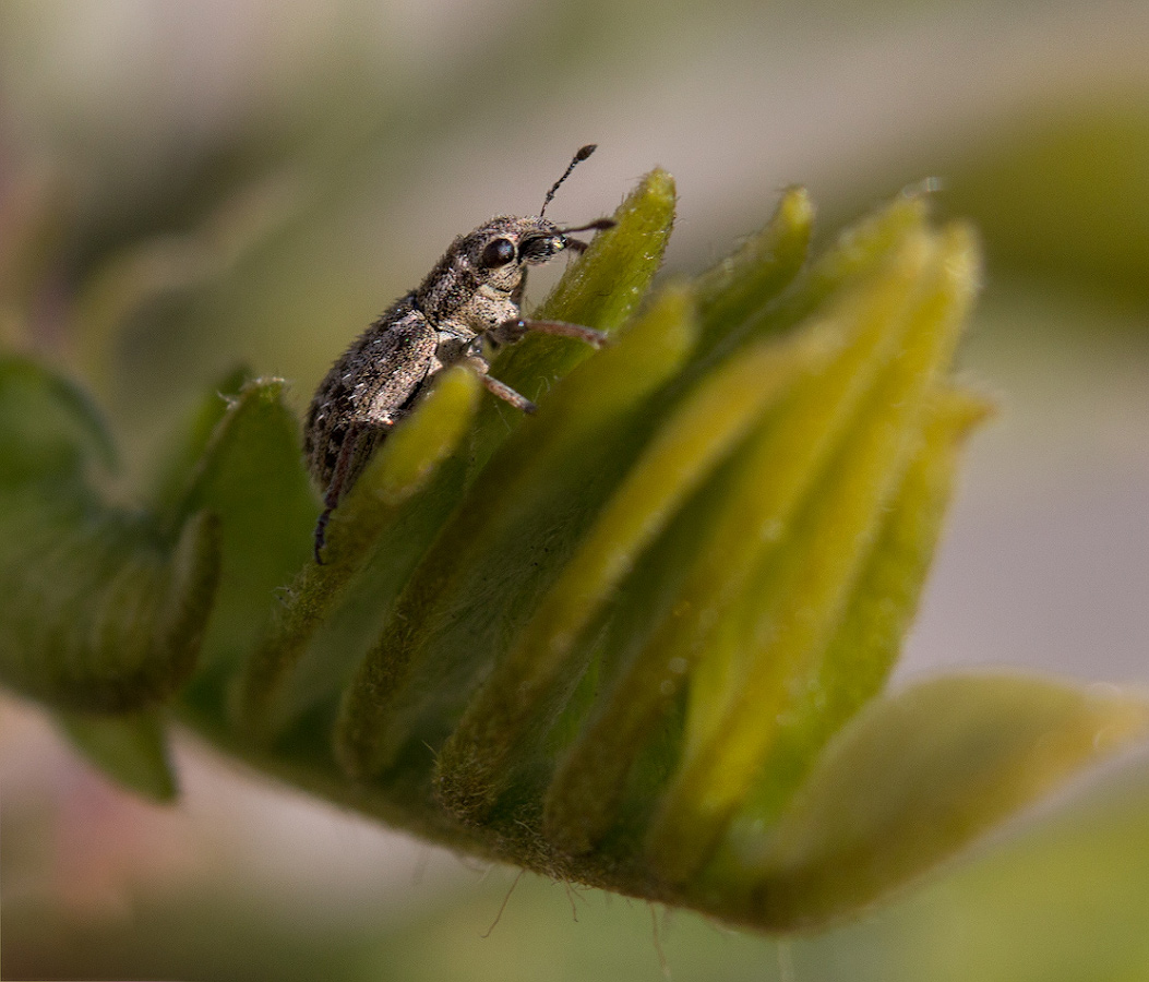 photo "***" tags: macro and close-up, 