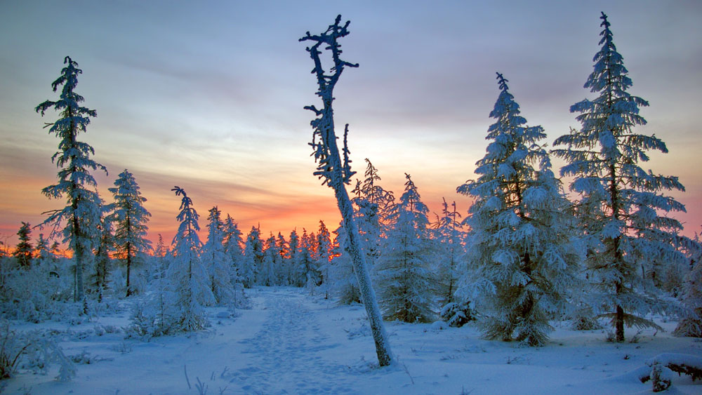фото "Зимняя тропа" метки: пейзаж, Якутия, зима, мороз, рассвет, тайга, тропа