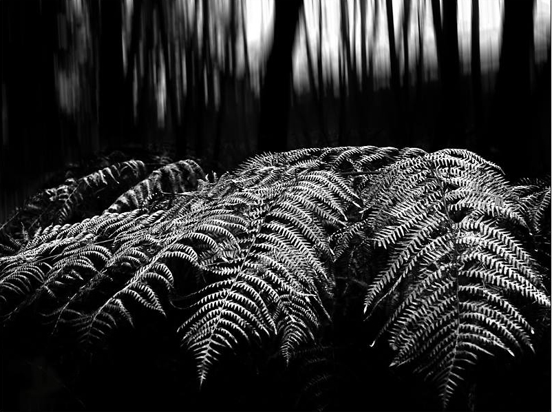 photo "fern" tags: landscape, nature, black&white, Black/White, Europe, germany