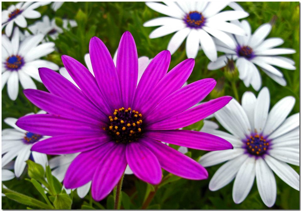 photo "Daisies" tags: macro and close-up, nature, closeup, daisies, flowers, macro