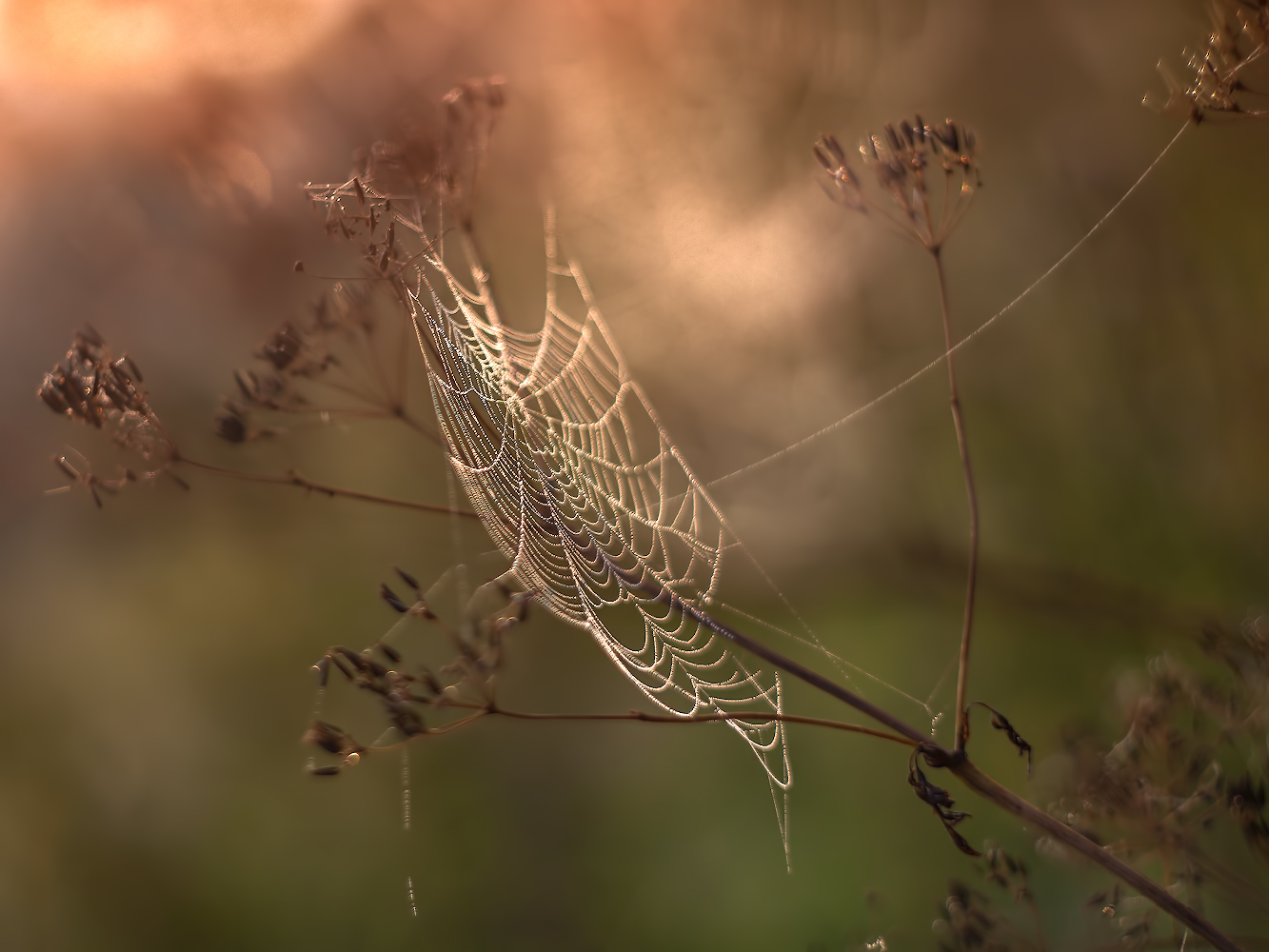 photo "***" tags: macro and close-up, nature, 