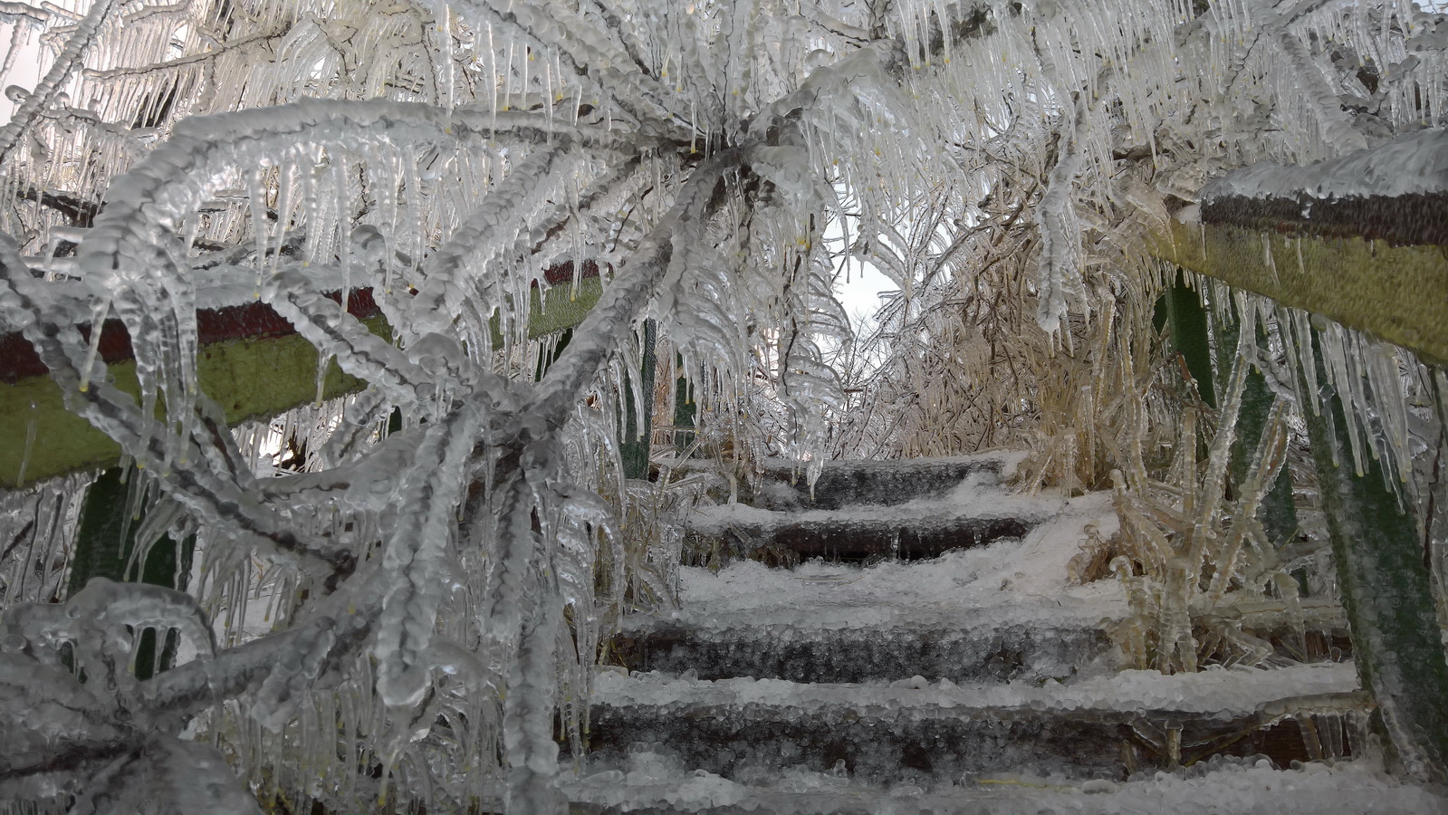 photo "The thorny path to Christmas" tags: travel, nature, 