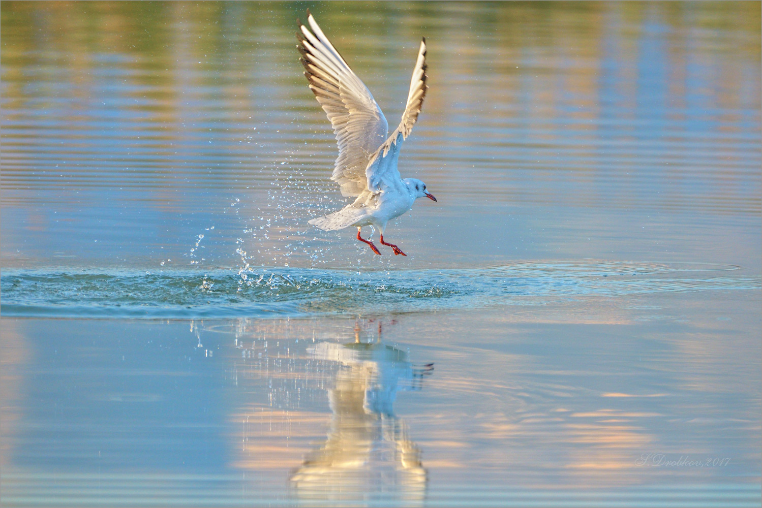 photo "Baile sobre el agua" tags: nature, Europe, autumn, sunrise, water, wild animals, птицы, фауна, чайка