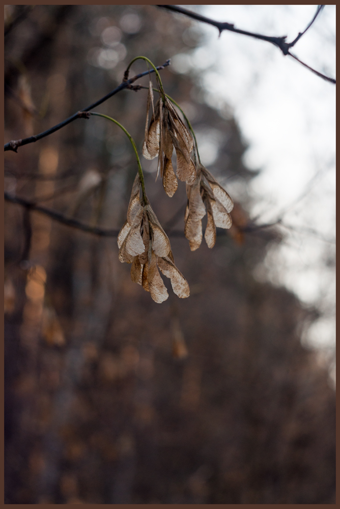 фото "***" метки: природа, фрагмент, лес, осень