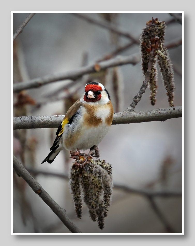 photo "Gloomy day" tags: nature, macro and close-up, 