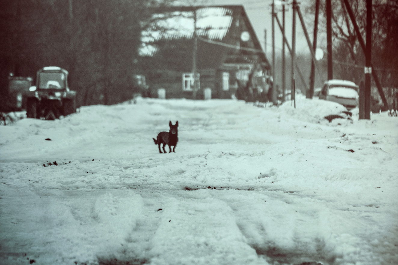 photo "год собаки" tags: black&white, street, misc., road, деревня, животное, поселок, собака, собаки