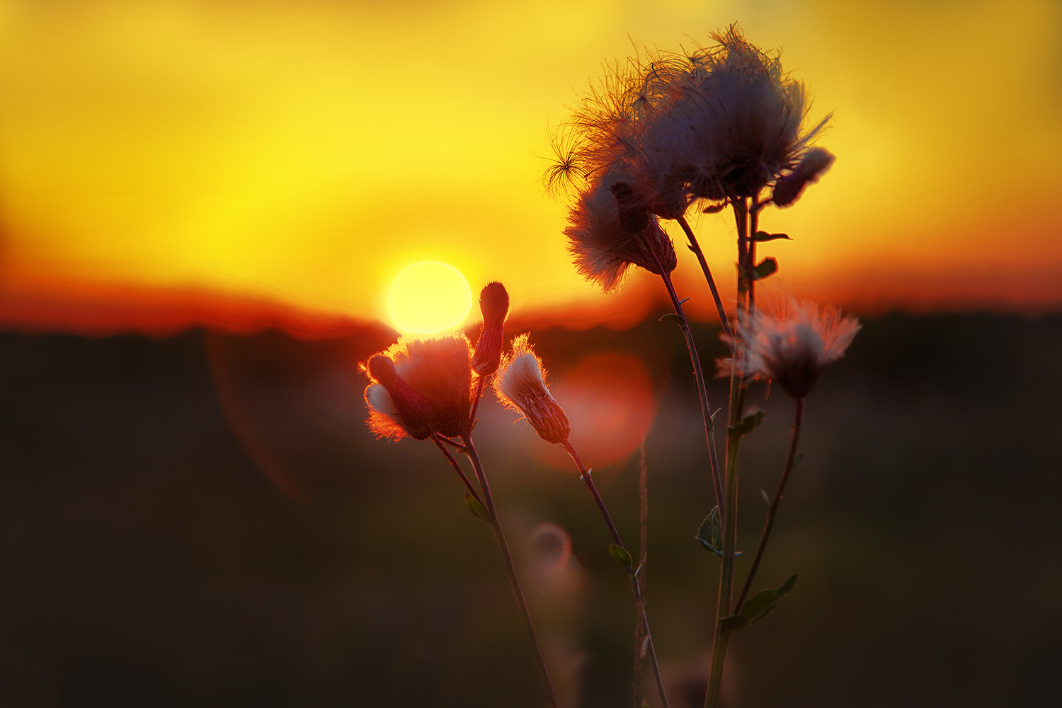 photo "***" tags: macro and close-up, nature, 