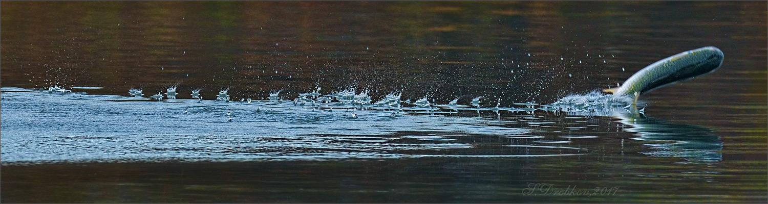 photo "Sprint" tags: nature, Europe, autumn, fish, sunrise, water, wild animals, фауна