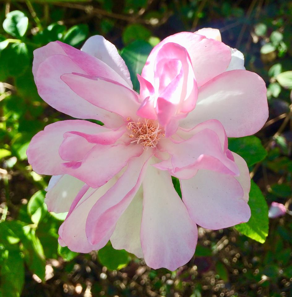 photo "***" tags: macro and close-up, nature, closeup, flower, macro, pink, rose