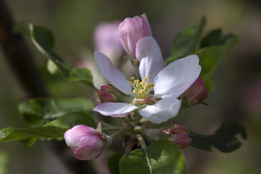 фото "Как будто вчера..." метки: макро и крупный план, цветение, яблоня