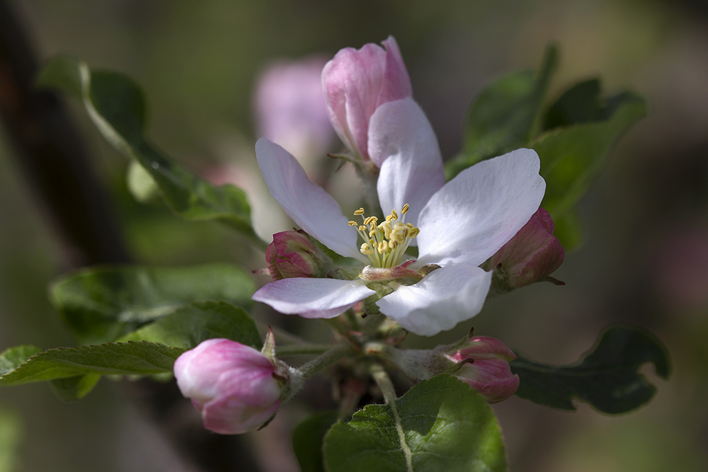 photo "***" tags: macro and close-up, цветение, яблоня