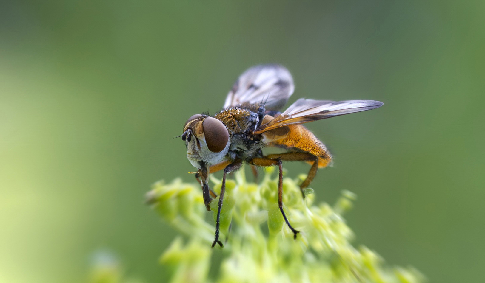 photo "***" tags: macro and close-up, 