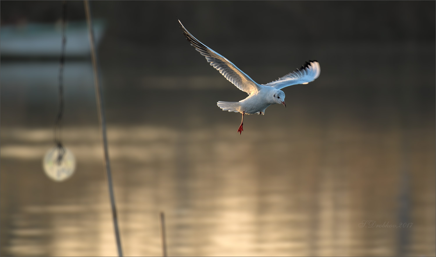 photo "Vuelo al atardecer" tags: nature, Europe, autumn, sunset, water, wild animals, птицы, фауна, чайка