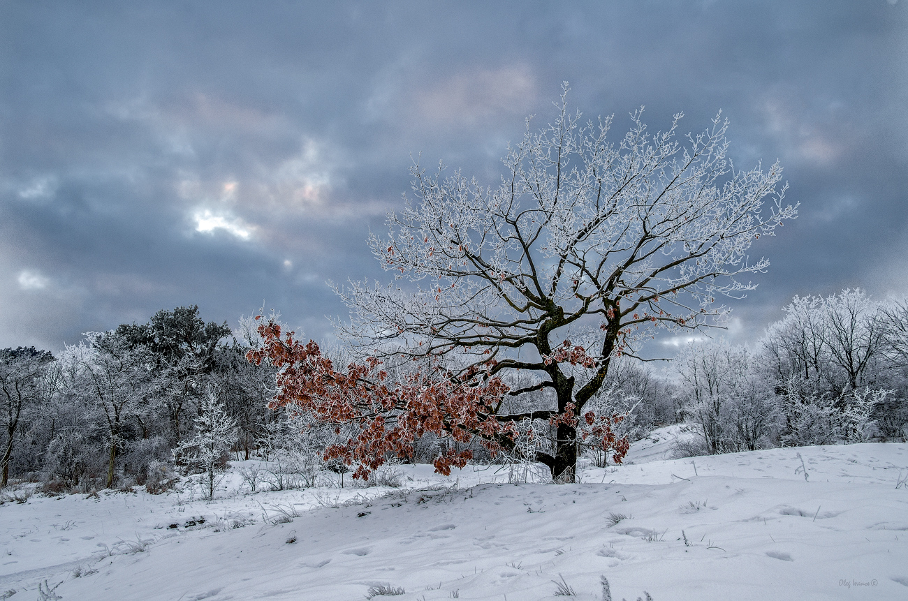 photo "***" tags: landscape, nature, forest, winter, Балтийск, Балтика, Калининградская область, январь